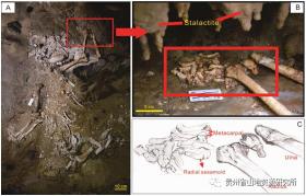 遵义双河洞首次发现10万年前大熊猫“伪拇指”化石-图5