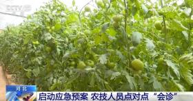 各产区采取有效措施确保蔬菜“温暖”过冬 智能设施助力稳产保质-图3