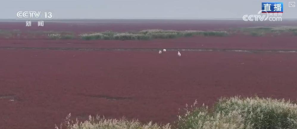 中央媒体看辽宁丨央视《新闻直播间》：辽河口湿地 红滩映白羽 南迁正当时-图4