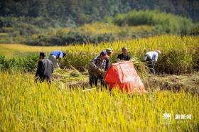 又“稻”丰收季，宁波高山单季稻全面收割-图2