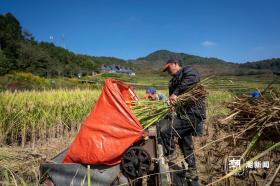 又“稻”丰收季，宁波高山单季稻全面收割-图3